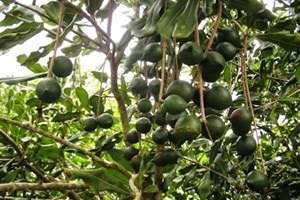 Dien Bien seizes macadamia potential